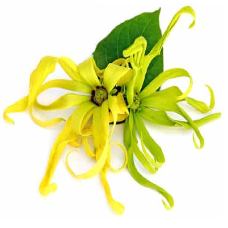 ROLL ON ORGANICO YLANG YLANG 10ML - Image 2